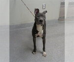 Small American Pit Bull Terrier Mix