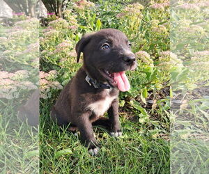 Collie-Labrador Retriever Mix Dogs for adoption in Princeton, MN, USA