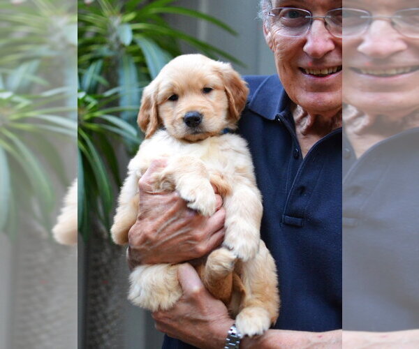 Medium Photo #4 Golden Retriever Puppy For Sale in Germanton, TN, USA