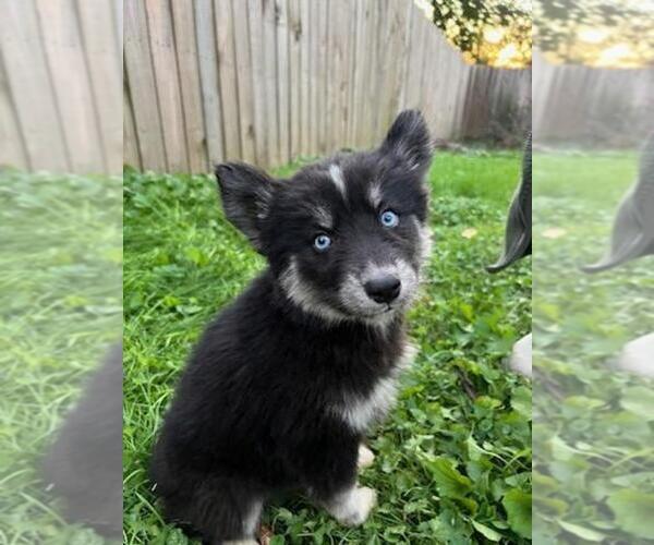 Medium Photo #1 Siberian Husky Puppy For Sale in RINGGOLD, GA, USA