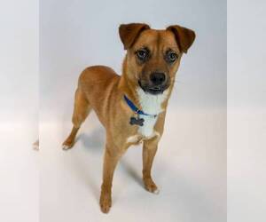 Weston - Male Mutt Dog for Adoption - Photo #4