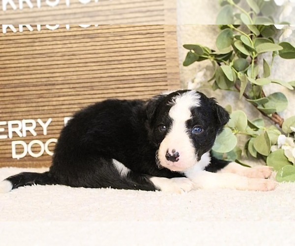 Medium Photo #1 Border Collie Puppy For Sale in GREENWICH, OH, USA
