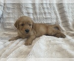 Small Photo #25 Golden Retriever Puppy For Sale in IRWIN, PA, USA