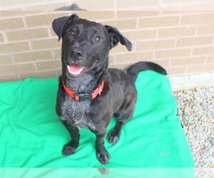 Labrador Retriever-Unknown Mix Dogs for adoption in Fort Wayne, IN, USA