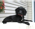 Puppy Remington Cocker Spaniel-Miniature Bernedoodle Mix