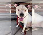 TIP - Male Mutt Dog for Adoption - Small photo