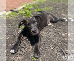 Small #7 Labrador Retriever Mix