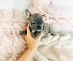 Small #6 French Bulldog