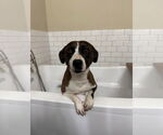 Small #1 American Pit Bull Terrier Mix