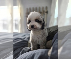 Mother of the Aussiedoodle Miniature  puppies born on 05/06/2026