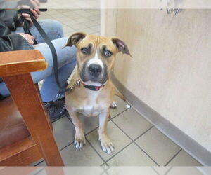 American Pit Bull Terrier Dogs for adoption in Ocala, FL, USA