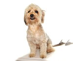 Small #2 Poodle (Miniature) Mix