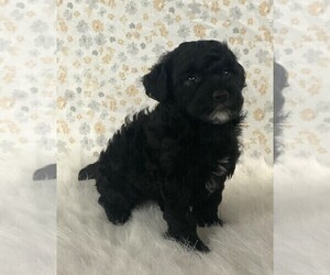 Poodle (Miniature) Puppy for sale in FREDERICKSBURG, OH, USA