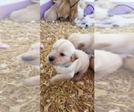 Small Photo #8 Golden Retriever Puppy For Sale in BROOKSTON, IN, USA