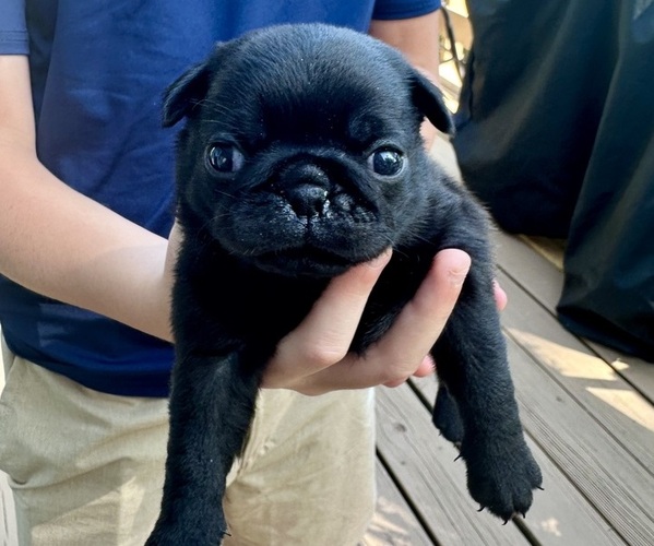 Medium Photo #5 Pug Puppy For Sale in CEDAR RAPIDS, IA, USA