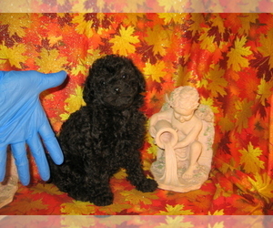 Poodle (Toy) Puppy for sale in BAKERSFIELD, CA, USA