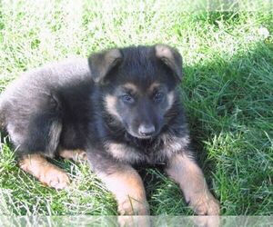 German Shepherd Dog Puppy for sale in COLUMBUS, NE, USA