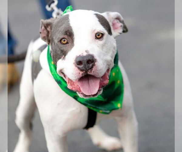 Medium Photo #8 Staffordshire Bull Terrier Puppy For Sale in Garner, NC, USA