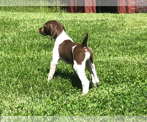 Medium Photo #2 German Shorthaired Pointer Puppy For Sale in WOODSTOCK, CT, USA