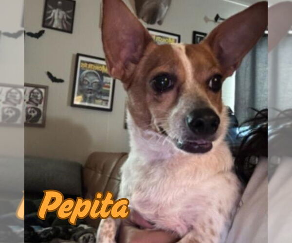 Medium Photo #5 Dachshund-Unknown Mix Puppy For Sale in San Antonio, TX, USA
