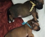 Small #10 Rhodesian Ridgeback