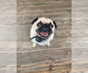 Pug Dogs for adoption in Indianapolis, IN, USA