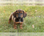 Puppy 4 Dachshund