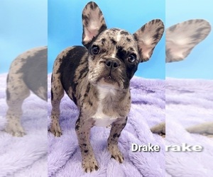 French Bulldog Puppy for sale in SANDY HOOK, KY, USA