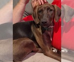 Small #2 Mutt