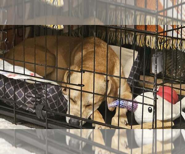 Medium Photo #3 Beagle-Unknown Mix Puppy For Sale in Springdale, PA, USA