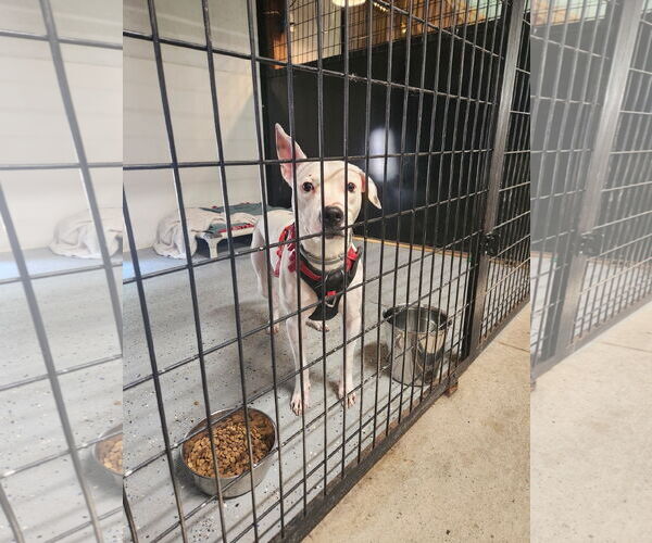 Medium Photo #2 Mutt Puppy For Sale in Woodsfield, OH, USA