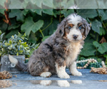 Puppy Beena Bernedoodle (Miniature)
