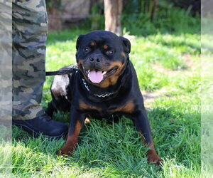 Mother of the Rottweiler puppies born on 03/31/2025