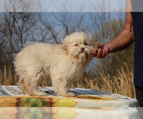 Medium Photo #24 ShihPoo Puppy For Sale in DYERSBURG, TN, USA