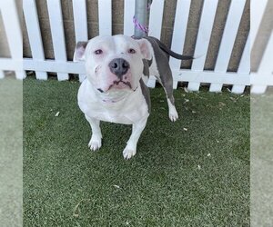 American Pit Bull Terrier-Unknown Mix Dogs for adoption in Modesto, CA, USA