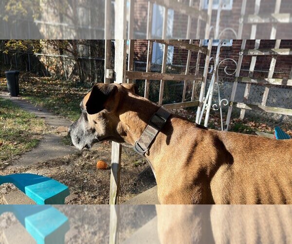 Medium Photo #10 Great Dane Puppy For Sale in Bullard, TX, USA