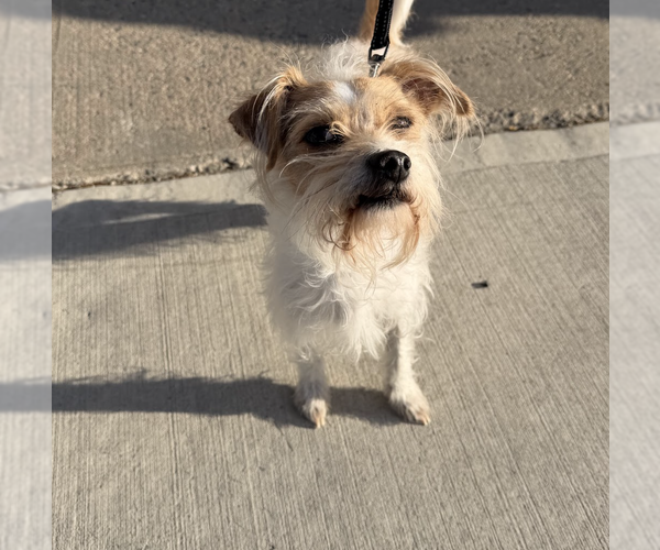 Medium Photo #4 Mutt Puppy For Sale in Brooklyn, NY, USA