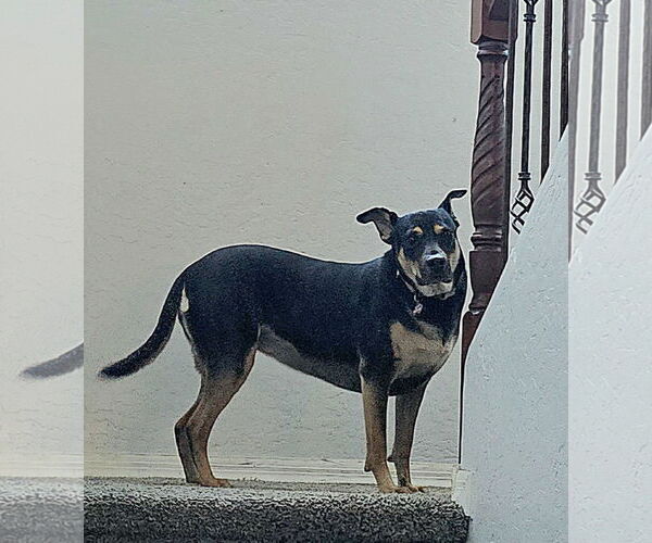 Medium Photo #3 Australian Kelpie-Labrador Retriever Mix Puppy For Sale in Chandler, AZ, USA