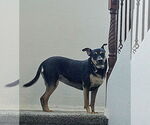 Small #2 Australian Kelpie-Labrador Retriever Mix