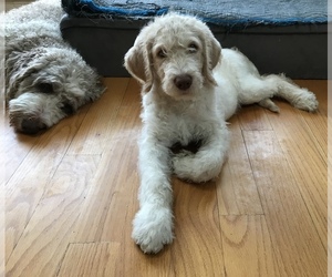 Australian Labradoodle Puppy for sale in BROOKLYN, NY, USA