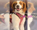Small #3 English Springer Spaniel