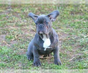 French Bulldog Puppy for sale in EASTON, PA, USA
