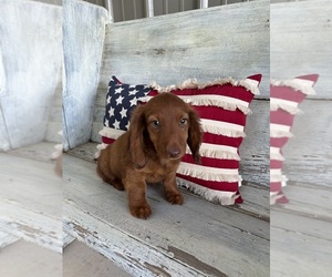 Dachshund Puppy for sale in STELLA, MO, USA