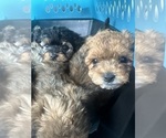 Puppy Bear Yorkipoo