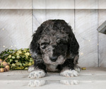 Small Photo #19 Miniature Labradoodle Puppy For Sale in SUGARCREEK, OH, USA