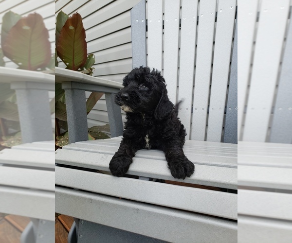 Full screen Photo #6 Labradoodle Puppy For Sale in EDINA, MO, USA