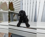 Small Photo #6 Labradoodle Puppy For Sale in EDINA, MO, USA