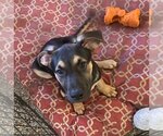 Small Photo #1 Black Mouth Cur-Unknown Mix Puppy For Sale in Sanford, FL, USA