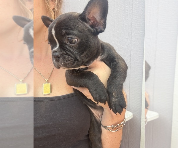 Medium Photo #5 Faux Frenchbo Bulldog Puppy For Sale in RENO, NV, USA