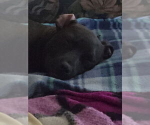 American Pit Bull Terrier-Unknown Mix Dogs for adoption in Wyoming, MI, USA